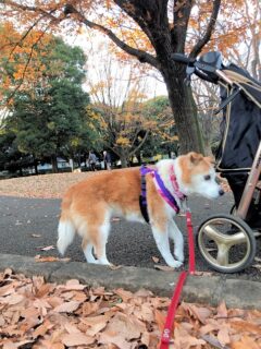 22-hina6-4 カートと一緒に歩くひな