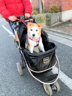 22-hina6-5 カートの乗るひな
