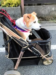 22-hina6-6 カートに乗るひな