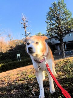 22-hina6-8 夕日をあびながらコチラを見るひな