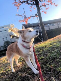 22-hina6-9 遠くを見つめるひな