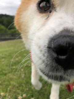 23-hina1-12 鼻アップのひなの写真