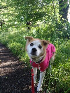 23-hina1-4 公園内の小道に立つひな