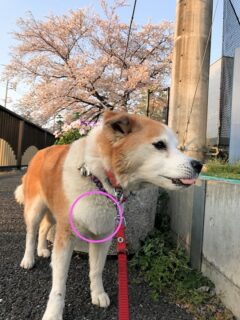 23-hina1-5 桜をバックに立っているひな