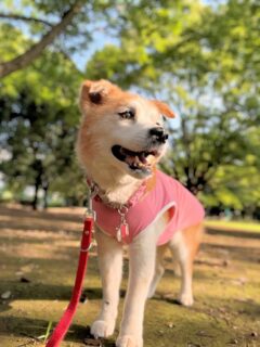 23-hina2-10 朝日を浴びて立つ、ひな
