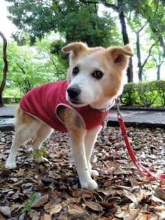 23-hina2-3 公園で立っているひな