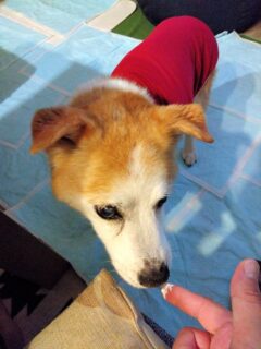 23-hina2-4 指につけたカッテージチーズを舐める、ひな