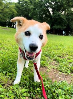 23-hina2-9 公園で立っている、ひな