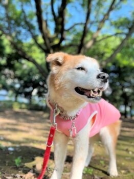 23-hina3-13 目を細めて立つひな