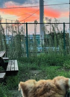 23-hina3-5 夕焼けを見るひな