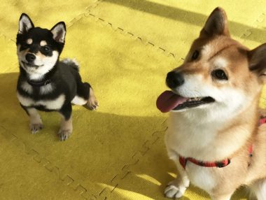 2dogs-20-1 シバ ツーショット