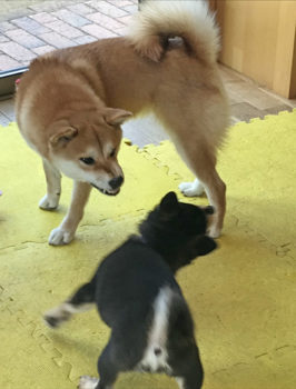 2dogs-20-4 牙を見せて怒るお姉さんシバ