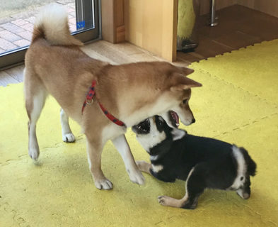 2dogs-20-5 下から襲い掛かる妹シバ