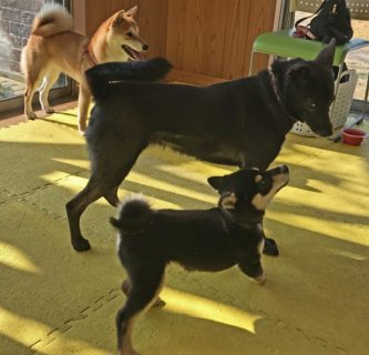 2dogs-20-6 妹シバの相手をするmix