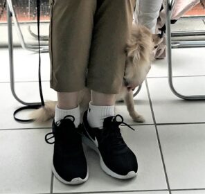 2grouples-21-8b 飼い主さんの後ろに隠れて無視するポメ