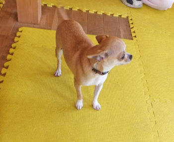 chihuahua-17-13 緊張感満載のチワワ