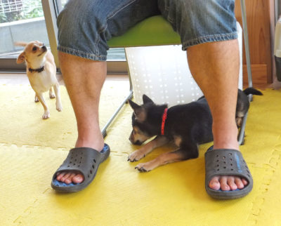 chihuahua-17-15 チワワの飼い主さんの足元に寝転ぶ、シバパピー