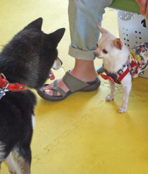 chihuahua-17-3 シバにイラつくチワワ