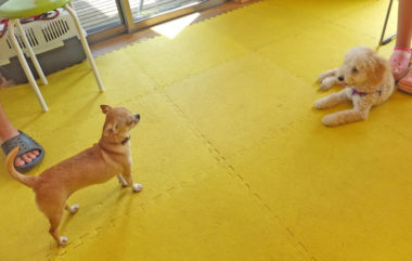 chihuahua-17-8 緊張感漂うチワワと、ノンビリなトイプー