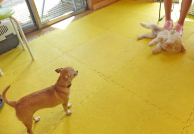 chihuahua-17-9 お腹を見せるトイプー