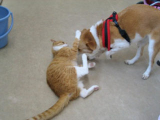 猫パンチされるひな