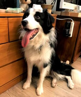 doggytopic-21-1 頭に骨型の蓋を乗せているレア