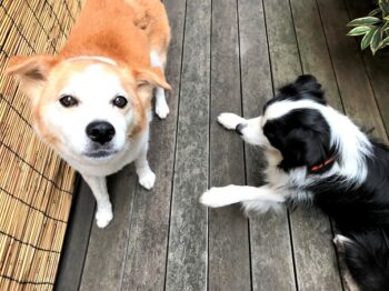 doggytopic-21-2 ひなに無視されるレア