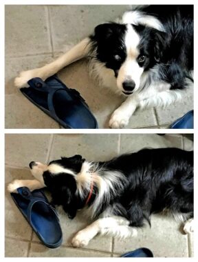 doggytopic-21-3 doggytopic-21-3