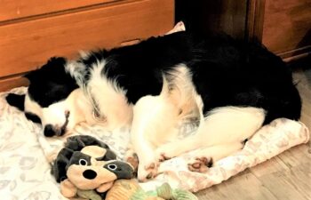 doggytopic-21-4 ぬいぐるみと寝るレア