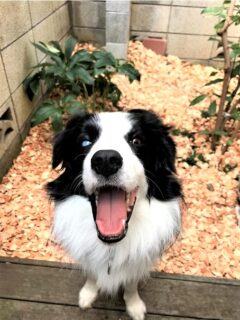 doggytopic-21-5 庭をバックに笑顔のレア