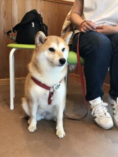 dogmanner-les-22-12 柴犬