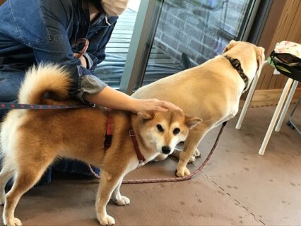 dogmanner-les-22-14 撫でられる柴犬と、背中を丸めて後ろを向くラブ