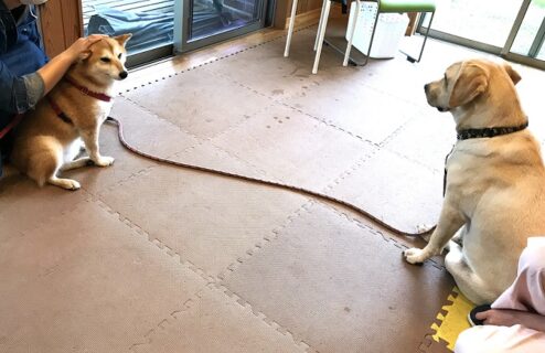 dogmanner-les-22-18 距離を取る2人