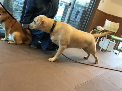 dogmanner-les-22-20 後ろ足の残しながら、柴に近づくラブ