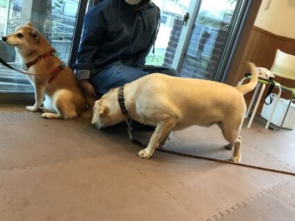 dogmanner-les-22-21 ニオイを嗅ぐことに成功したラブ