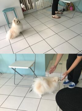 dogmanner-les-22-6 マテと呼び戻し