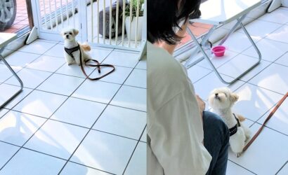 dogmanner-les-22-7 マテと呼び戻し