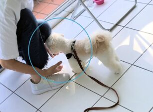 dogmanner-les-22-8 呼び戻しの手の位置