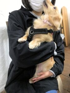 dogmind1-23-11 飼主さんの顔を舐めるダックス