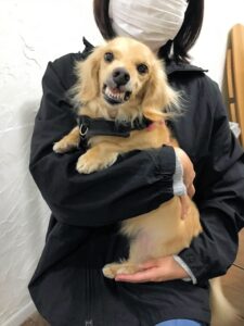 dogmind1-23-12 歯をむいて笑うダックス
