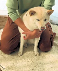 dogmind1-23-2 後ろから抱きかかえられる白柴