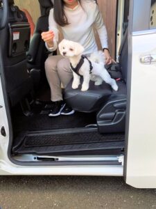 dogmind1-23-6 車の後部座席に飼い主さんといるマルチーズ