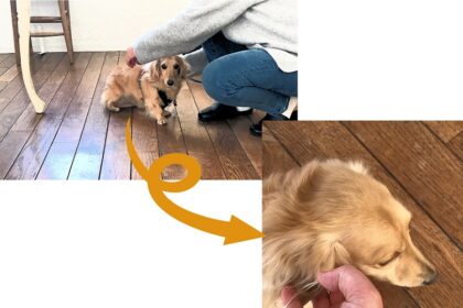 dogmind1-23-9 離れた場所にいるダックスと、近くに来て撫でられるダックス