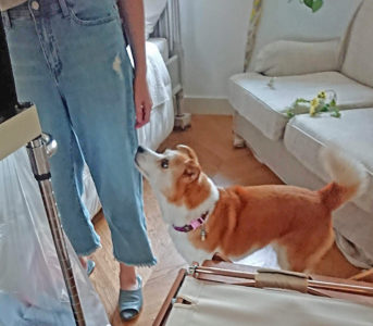 dogmind10-19-1 上を見上げるひな
