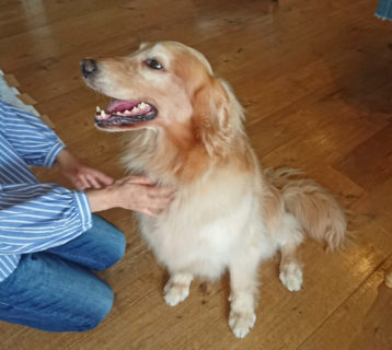 dogmind10-19-2 飼い主さんを見つめるゴールデン