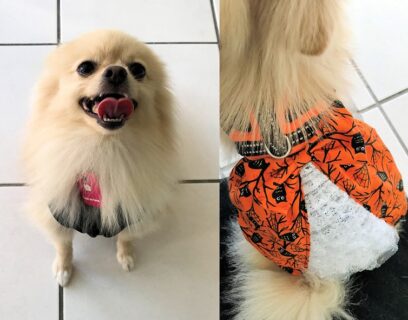 dogmind10-22-1 ハロウィン用のお洋服を着たポメラニアン