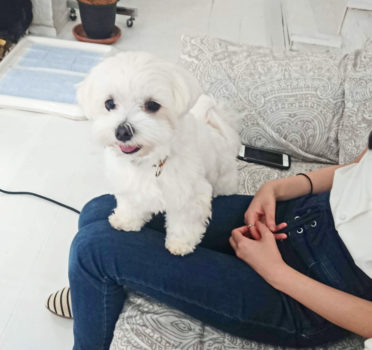 dogmind11-19-6 膝の上で笑顔のマルチーズ