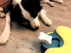 dogmind11-21-1 フセで、おもちゃを見つめるレア