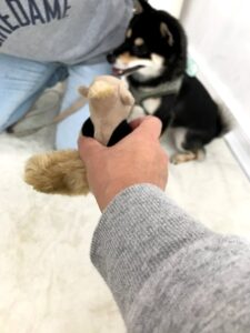 dogmind11-21-10 おもちゃに見向きもしない柴