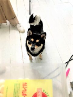 dogmind11-21-11 オヤツには集中する柴